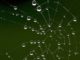 Tautropfen an einem Spinnennetz. (Credits: University of Warwick)