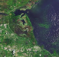 Algenblüte im Lake Okeechobee in Florida. (Credit: NASA Earth Observatory image made by Joshua Stevens, using Landsat data from the U.S. Geological Survey)
