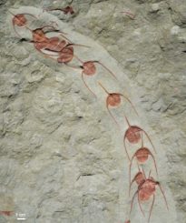 Versteinerte Trilobiten der Art Ampyx priscus aus dem Moroccan Lower Ordovician Fezouata Shale. (Credits: © Jean Vannier, Laboratoire de Géologie de Lyon: Terre, Planètes, Environnement (CNRS / ENS de Lyon / Université Claude Bernard Lyon 1))