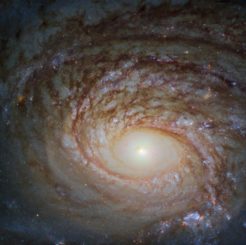 Die Spiralgalaxie NGC 772, aufgenommen vom Weltraumteleskop Hubbe. (Credits: ESA / Hubble & NASA, A. Seth et al.)
