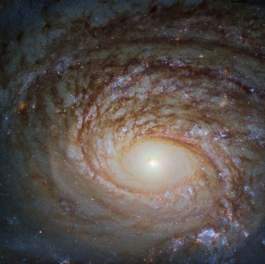 Die Spiralgalaxie NGC 772, aufgenommen vom Weltraumteleskop Hubbe. (Credits: ESA / Hubble & NASA, A. Seth et al.) Die Spiralgalaxie NGC 772, aufgenommen vom Weltraumteleskop Hubbe. (Credits: ESA / Hubble & NASA, A. Seth et al.)