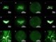 Die Bilder A-C zeigen Kügelchen auf einem Objektträger, beobachtet durch ein normales Mikroskop. D-F zeigen die Kügelchen durch ein konventionelles, linsenbasiertes Mikroendoskop. G-I zeigen Rohdaten des neuen, linsenlosen Mikroendoskop. J-L sind die Endergebnisse der Bildrekonstruktion. (Image credit: Courtesy of Mark Foster)