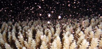 Massenhochzeit von Korallen. (Credit: Tohoku University)
