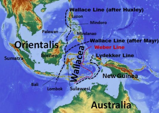 Verlauf der Wallace-Linie laut Lehrbuch. (Credits: Wikipedia / User: Altaileopard / CC-BY-SA 3.0) Verlauf der Wallace-Linie laut Lehrbuch. (Credits: Wikipedia / User: Altaileopard / CC-BY-SA 3.0)