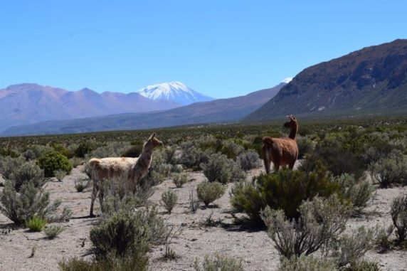 Lamas auf dem Hochplateau in den zentralen Anden. Unter der Oberfläche befindet sich ein riesiges Magma-Reservoir. (Credits: Photo: Osvaldo González-Maurel)