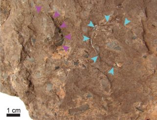 Zwei versteinerte Eier von Himeolithus murakamii. (Credits: Photo by University of Tsukuba and Museum of Nature and Human Activities,Hyogo)