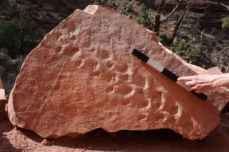 Fossile Spuren auf einem Felsen im Grand Canyon National Park. (Credits: Stephen Rowland)