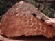 Fossile Spuren auf einem Felsen im Grand Canyon National Park. (Credits: Stephen Rowland)