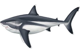 Rekonstruktion der Proportionen eines 16 Meter langen Megalodon. (Credits: Reconstruction by Oliver E. Demuth)