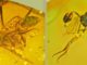 Parasitäre Wespen, eingeschlossen in Bernstein. (Credits: Oregon State University)