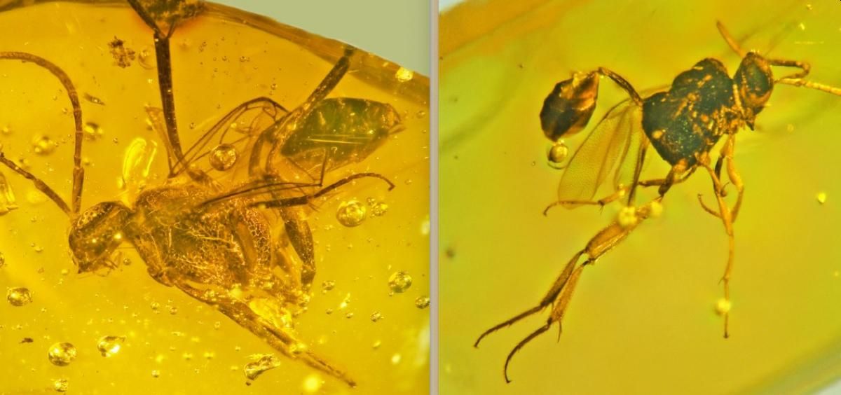 Neue parasitäre Wespenarten in Bernstein | astropage.eu