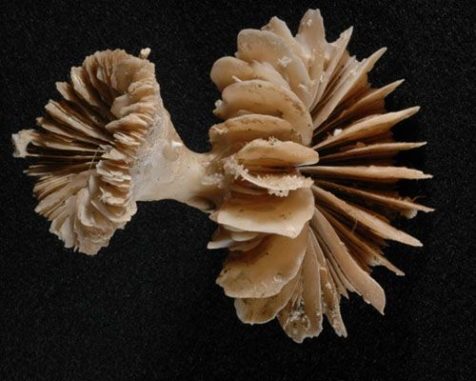 Eine Tiefseekoralle. (Credit: Dann Blackwood, USGS) Eine Tiefseekoralle. (Credit: Dann Blackwood, USGS)
