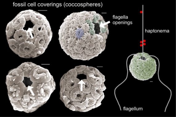 Elektronenmikroskopbilder von fossilen Algenhüllen mit Löchern, die auf die Präsenz von Flagellen zur Nahrunsgaufnahme hindeuten. (Credits: Paul Brown / University College London)
