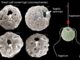 Elektronenmikroskopbilder von fossilen Algenhüllen mit Löchern, die auf die Präsenz von Flagellen zur Nahrunsgaufnahme hindeuten. (Credits: Paul Brown / University College London)