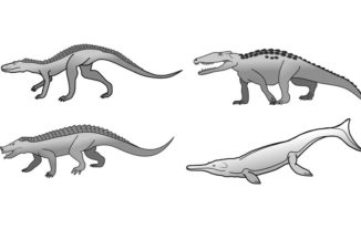 Verschiedene prähistorische Krokodilarten. (Credit: University of Bristol)