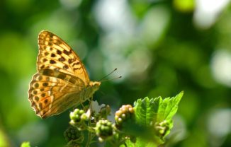 Ein Kaisermantel (Argynnis paphia). (Credits: Photo: Per Henningson)