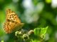 Ein Kaisermantel (Argynnis paphia). (Credits: Photo: Per Henningson)