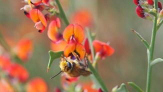 Eine Biene auf einer Blüte. (Credits: Image by Kit Prendergast)