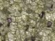 Eine Peridotit-Probe unter dem Mikroskop zeigt drei Hauptbestandteile: Olivin (grün), Orthopyroxen (graugrün) und Garnet (pink). (Credit: Dr. Emma Tomlinson, Trinity College Dublin)
