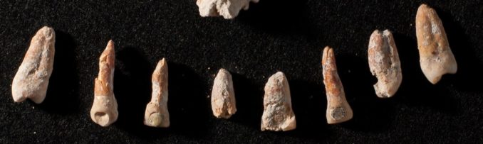 Plomben aus Jade und Pyrit in Zähnen aus einem nicht-königlichen Maya-Grab in El Palmar. (Credits: Kenichiro Tsukamoto)