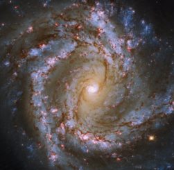 Die Spiralgalaxie M61, basierend auf Daten des Weltraumteleskops Hubble und des Very Large Telescope. (Credits: ESA / Hubble & NASA, ESO, J. Lee and the PHANGS-HST Team)