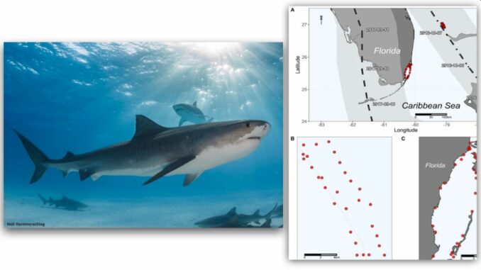 Die untersuchten Regionen auf den Bahamas und um Miami in Bezug zu den Bahnen der Hurrikane Matthew und Irma (Bahnen der Augen als gestrichelte Linien). (Credits: Figure from Gutowsky et al.). Das Bild links zeigt einen Tigerhai. (Credits: Neil Hammerschlag, Ph.D.)