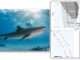 Die untersuchten Regionen auf den Bahamas und um Miami in Bezug zu den Bahnen der Hurrikane Matthew und Irma (Bahnen der Augen als gestrichelte Linien). (Credits: Figure from Gutowsky et al.). Das Bild links zeigt einen Tigerhai. (Credits: Neil Hammerschlag, Ph.D.)