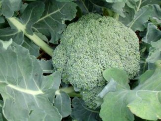 Brokkoli (Brassica oleracea). (Credits: Wikipedia / User: Toubib / CC BY-SA 3.0)