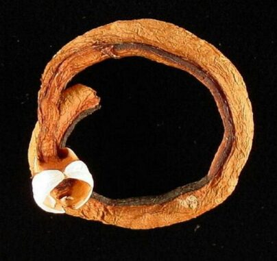 Schiffsbohrmuschel der Gattung Teredo. (Credits: USGS) Schiffsbohrmuschel der Gattung Teredo. (Credits: USGS)
