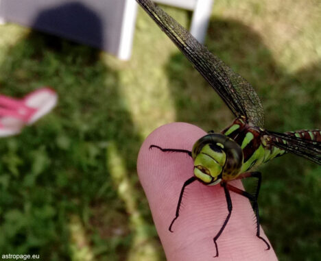 Ein langer Besuch von einer Libelle, vermutlich eine Grüne Mosaikjungfer. (Credits: astropage.eu)
