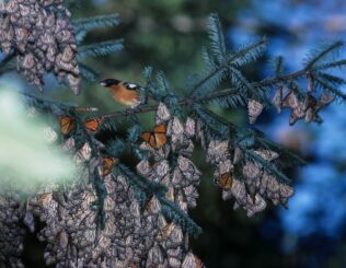 Monarchfalter, die in Mexiko überwintern, werden von einem Schwarzkopf-Kernknacker beobachtet, einem bekannten Fressfeind des Schmetterlings. (Credits: Lincoln Brower / Sweet Briar College)