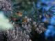 Monarchfalter, die in Mexiko überwintern, werden von einem Schwarzkopf-Kernknacker beobachtet, einem bekannten Fressfeind des Schmetterlings. (Credits: Lincoln Brower / Sweet Briar College)