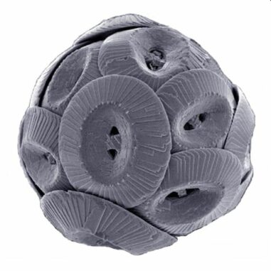Ein Exemplar der Mikroalge Coccolithus pelagicus. (Credits: Richard Lampitt, Jeremy Young, The Natural History Museum, London / Wikipedia / CC BY SA 2.5)