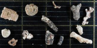 Fragmente von Moostierchen, die auf dem Meeresboden gefunden wurden. (Credits: David Barnes)