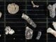 Fragmente von Moostierchen, die auf dem Meeresboden gefunden wurden. (Credits: David Barnes)