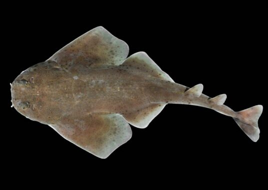 Dorsalansicht der neuen Engelshaiart Squatina mapama. (Credits: D. Ross Robertson, Smithsonian Tropical Research Institute)