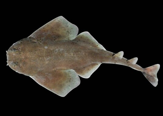 Dorsalansicht der neuen Engelshaiart Squatina mapama. (Credits: D. Ross Robertson, Smithsonian Tropical Research Institute) Dorsalansicht der neuen Engelshaiart Squatina mapama. (Credits: D. Ross Robertson, Smithsonian Tropical Research Institute)