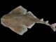 Dorsalansicht der neuen Engelshaiart Squatina mapama. (Credits: D. Ross Robertson, Smithsonian Tropical Research Institute)