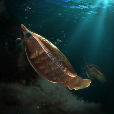 Illustration des Arthropoden Erratus sperare. (Credits: Fu et al, 2022) Illustration des Arthropoden Erratus sperare. (Credits: Fu et al, 2022)