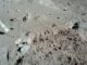 Regolith auf dem Mond. (Credits: NASA)