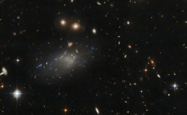 Hubble-Aufnahme der ultradiffusen Galaxie GAMA 526784. (Credits: ESA / Hubble & NASA, R. van der Burg; Acknowledgement: L. Shatz)