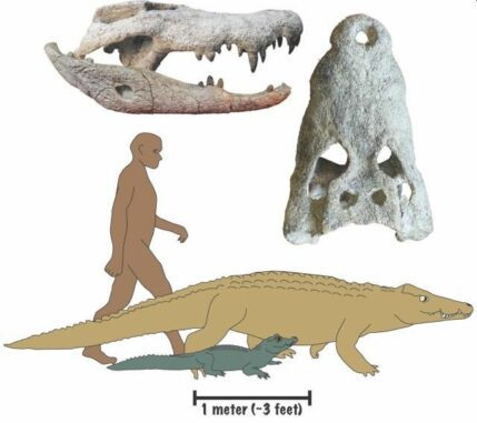 Fossilien und Darstellungen der neuen Krokodilarten, die vor 15-18 Millionen Jahren Teile Afrikas bewohnten. (Credits: Image courtesy of Christopher Brochu, University of Iowa)