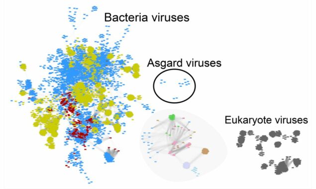 Vergleich der bekannten Virus-Genome. Viren mit ähnlichen Genomen sind gruppiert in jene, die Bakterien (links) und Eukaryoten (rechts und Mitte unten) infizieren. Die Viren, die Asgard-Archaeen befallen, unterscheiden sich von den bereits beschriebenen. (Credit: University of Texas at Austin)