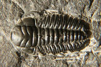 Fossil des Trilobiten Triathrus eatoni. (Credits: Wikipedia / User: Dwergenpaartje / CC BY SA 3.0