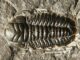 Fossil des Trilobiten Triathrus eatoni. (Credits: Wikipedia / User: Dwergenpaartje / CC BY SA 3.0