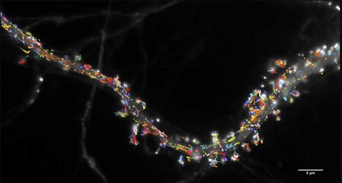 Mobilität von Glutamat-Rezeptoren auf der Oberfläche eines Neurons im Hippocampus einer Ratte, gemessen durch die Verfolgung einzelner Moleküle. (Credits: © Benjamin Compans et Daniel Choquet / IINS / CNRS-Université de Bordeaux)