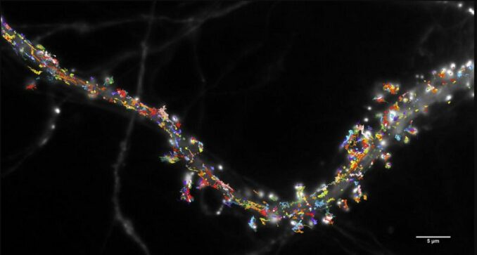 Mobilität von Glutamat-Rezeptoren auf der Oberfläche eines Neurons im Hippocampus einer Ratte, gemessen durch die Verfolgung einzelner Moleküle. (Credits: © Benjamin Compans et Daniel Choquet / IINS / CNRS-Université de Bordeaux) Mobilität von Glutamat-Rezeptoren auf der Oberfläche eines Neurons im Hippocampus einer Ratte, gemessen durch die Verfolgung einzelner Moleküle. (Credits: © Benjamin Compans et Daniel Choquet / IINS / CNRS-Université de Bordeaux)