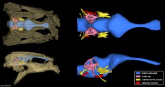 Digitale Rekonstruktion des Schädels von Trilophosuchus rackhami. (Credits: Jorgo Ristevski)