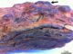 Probe eines Stromatolithen aus der Dresser Formation mit einer komplexen Schichtstruktur aus Hämatit, Barit und Quarz, sowie einer gewölbten oberen Oberfläche (Pfeil). (Credits: Hickman-Lewis / Natural History Museum London / Geological Society of America)