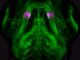 Eine regulatorische DNA-Sequenz in kiefertragenden Wirbeltieren markiert die Zellen des Kiefergelenks (Magenta) auf dem Hintergrund der Blutgefäße (Grün) im Kopf lebender Zebrafischlarven. (Credits: Photo / image: Laura Waldmann)
